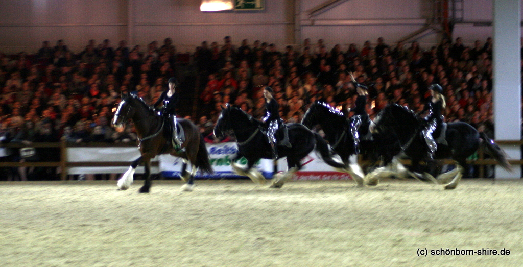 Unsere Shire Horses in der Ehrenrunde!